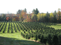 Hall's Christmas Tree Farm in the Autumn