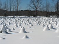 Hall's Christmas Tree Farm in the Winter